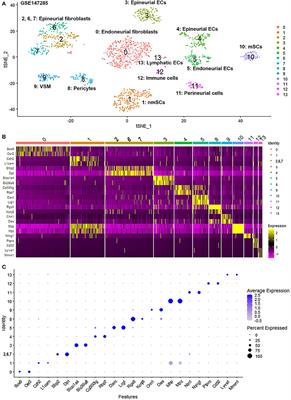 Single Cell Transcriptome Data Analysis Defines the Heterogeneity of Peripheral Nerve Cells in Homeostasis and Regeneration